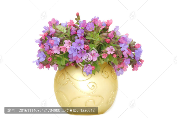 紫羅蘭花