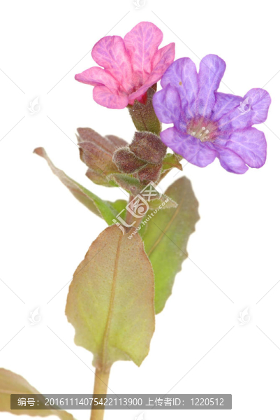 紫羅蘭花