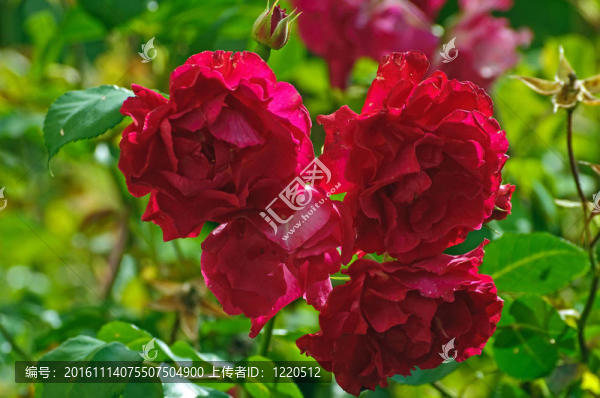 _dsc0001（92）.jpg