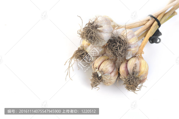 大蒜白色隔離