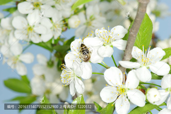 蜜蜂-匯圖網(wǎng) www.fosd68.com 蜜蜂
