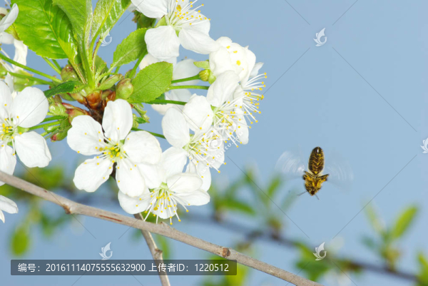 花與蜜蜂