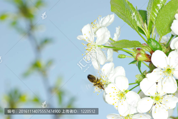 花與蜜蜂