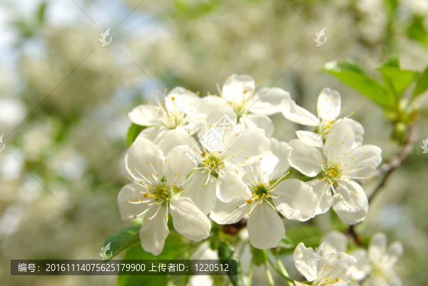 白色的花