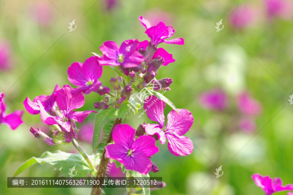 花場