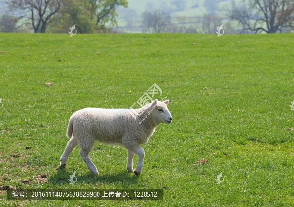 羊肉在Meadow