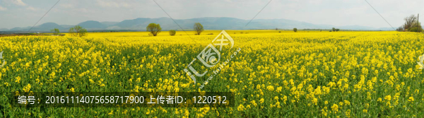 油菜田