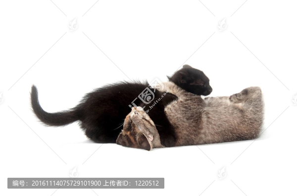 兩只小貓玩耍和戰(zhàn)斗