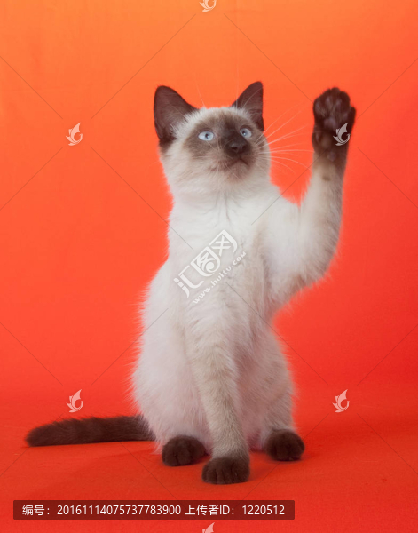 可愛的小貓-匯圖網(wǎng) www.fosd68.com 可愛的小貓