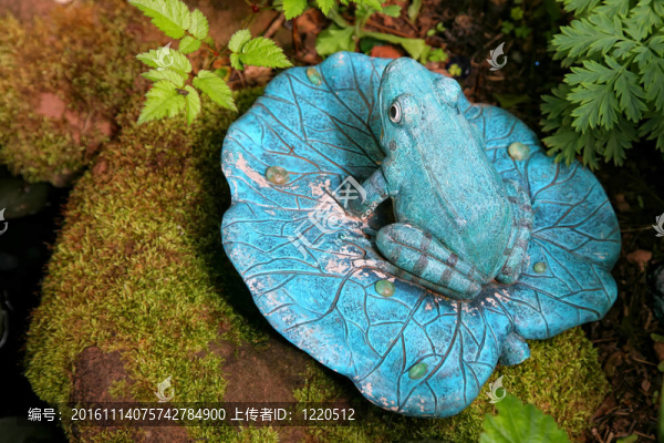 花園里的青蛙
