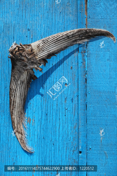 金槍魚(yú)的尾巴