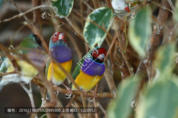 Gouldian,finch；來自澳大利亞的七彩文鳥