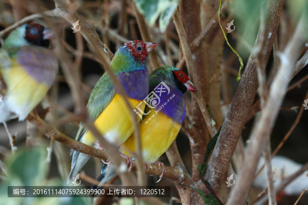 Gouldian,finch；來自澳大利亞的七彩文鳥