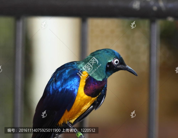 皇家金胸椋鳥八哥；