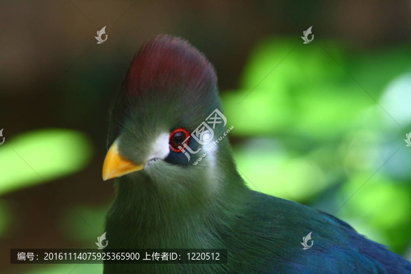 紅冠蕉鵑