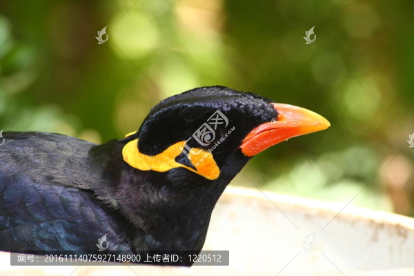 鷯哥；Gracula,religio