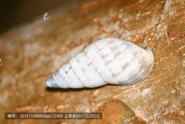 波多黎各蝸牛