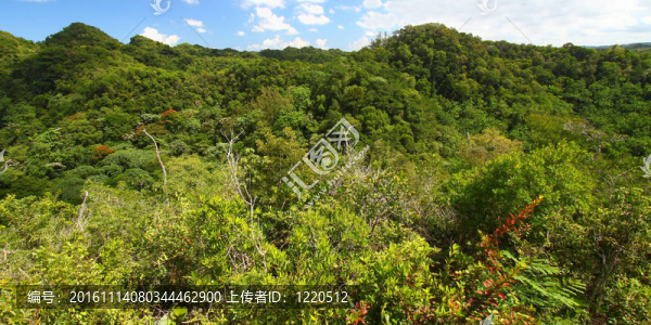 guajataca森林保護(hù)區(qū)-波多黎各