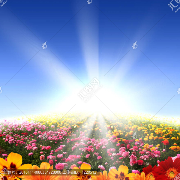 充滿鮮花的草地