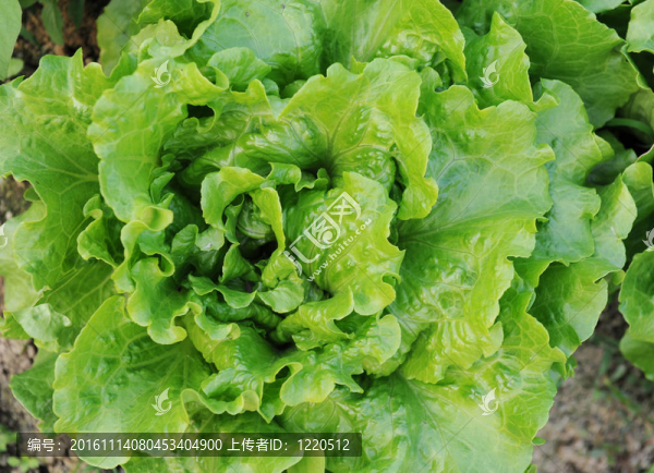 健康的生菜生長在土壤中