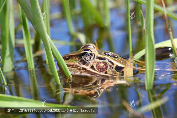 北方豹蛙（Rana,pipiens）