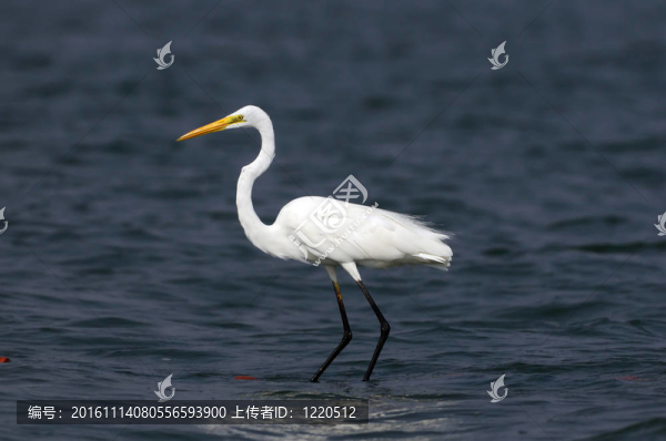 白鷺