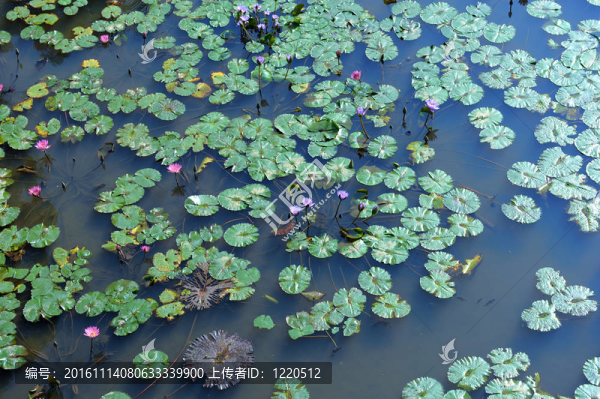 蓮花