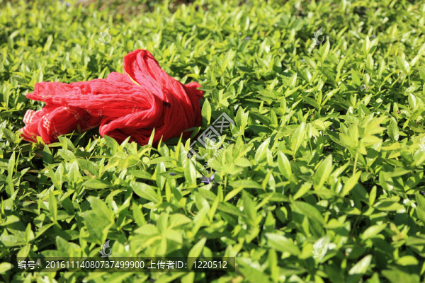 背景的綠色草坪