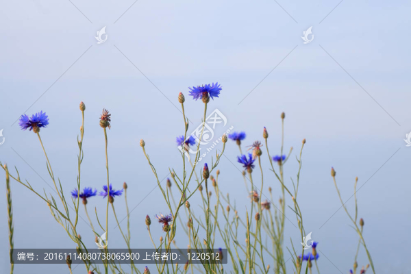 藍(lán)色的矢車菊藍(lán)的天空