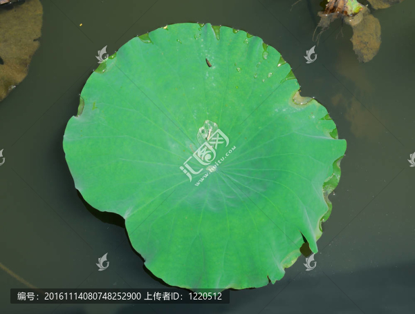 蓮花