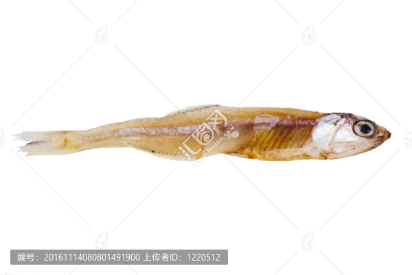 干魚(yú)