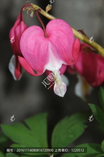 流血的心的花