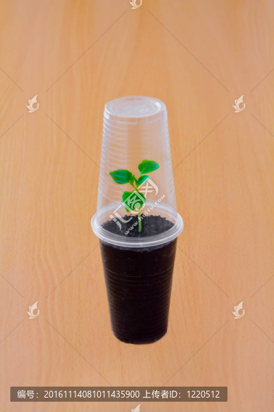塑料杯下的小綠芽