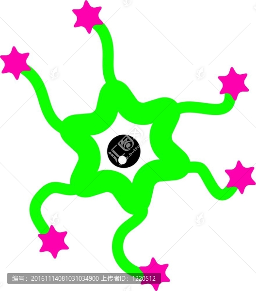 星胚