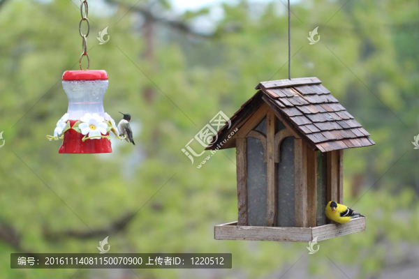 蜂鳥和金翅雀