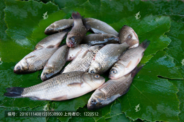 魚(yú)