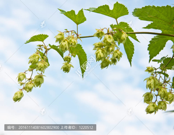 啤酒花枝
