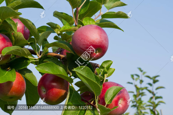 蘋果和蘋果樹-匯圖網(wǎng) www.fosd68.com 蘋果和蘋果樹