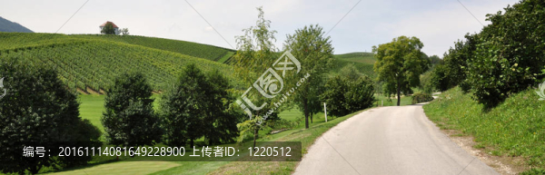 路附近的葡萄園