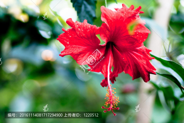 紅色的花