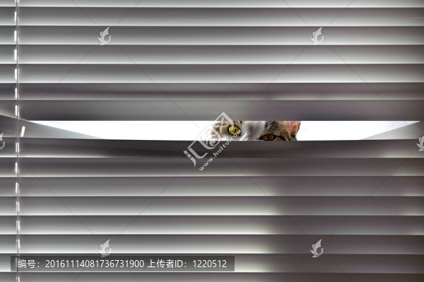 好奇的貓看百葉窗