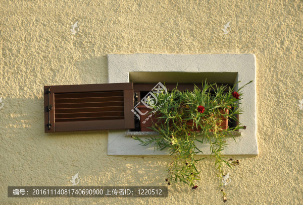 窗戶里的花