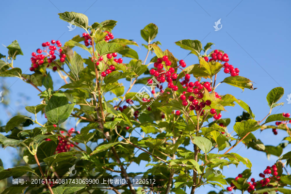 紅莓