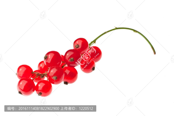 紅醋栗