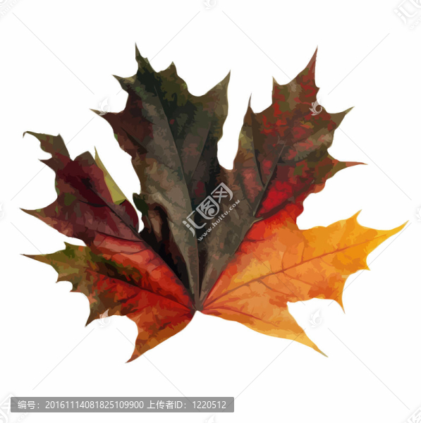楓葉紅楓葉圖