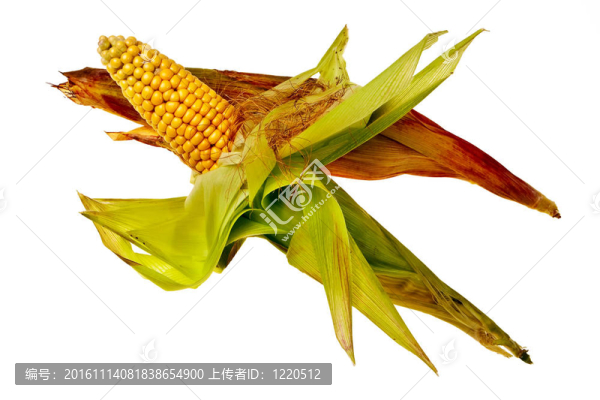 Corncobs在稻殼孤立在白色背景。