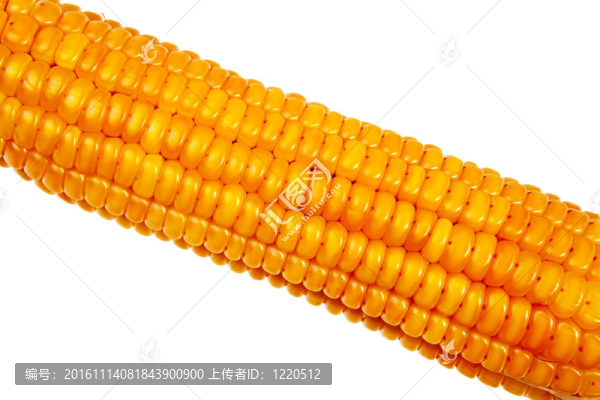 玉米棒特寫孤立在白色背景。