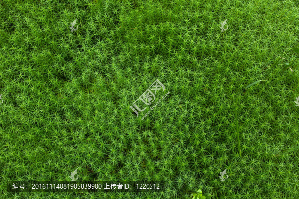 新鮮的青草