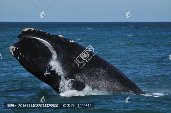 頭刺