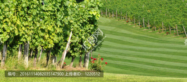 夏天的風(fēng)景